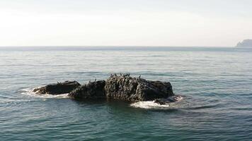 A view from a drone of a flock of seabirds sitting on sharp rocks video