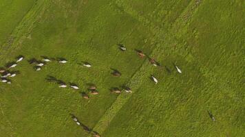Drone footage of running horses in a field video