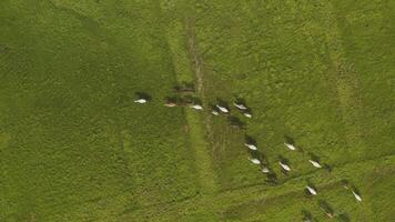 Aerial view top down of running horses in a green field video