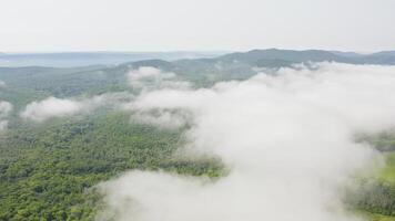 Drone view of a landscape with green forests and fields on a beautiful sunny day video