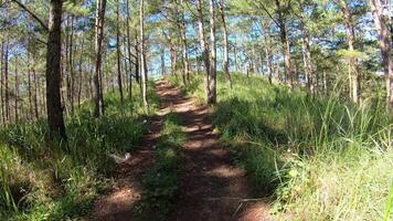 Walking in the forest along a mountain road path up video