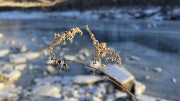 Winter river and plants. The ground is covered with snow. Sunny photo