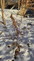 autumn leaves in the snow photo