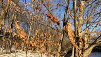 Winter landscape. Tree with leaves on the sky. sunny day in winter photo