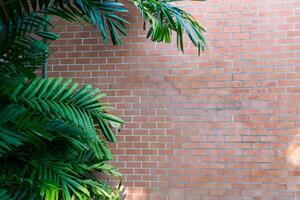 Brick wall with palm tree in foreground photo