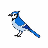Minimalist blue jay art with detailed and realistic features vector