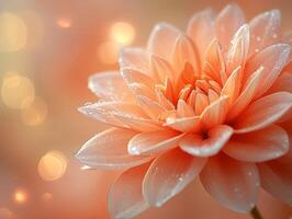 Peach dahlia flower blooming with dew drops and bokeh background photo