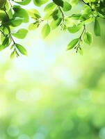 Sunlight shining through green leaves photo