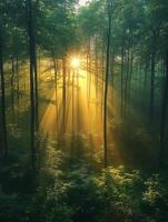 Sunbeams lighting spruce tree photo