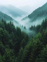 Misty forest landscape photo