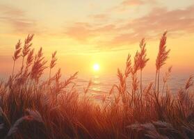 Pampas grass swaying in golden sunset over ocean photo