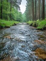 Forest River flowing through colorful autumn forest landscape photo