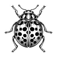 Drawing of a Ladybug isolated Background vector
