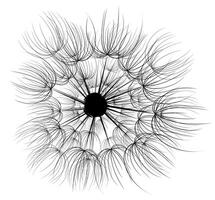 A flower of a field dandelion. vector