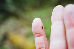 mite. Macro closeup of a tiny insect perched on a human finger in a natural setting. Delicate interaction between wildlife and human in a miniature scene with soft green background photo