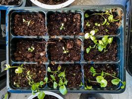 Tray of plant seedlings in flowerpots growing from compostenriched soil photo