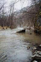 A Serene River Gently Flowing Through a Beautiful Winter Landscape That Features Striking Bare Trees and a Truly Tranquil Atmosphere photo