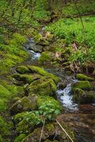 Water flows through a forest with mosscovered rocks and lush vegetation photo