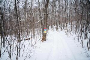 Experience an enchanting winter trail featuring navigational signage that guides you through a pristine, snowcovered forest with stunning landscapes and untouched wilderness photo
