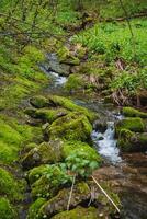 A watercourse flowing through a lush forest with mosscovered rocks photo