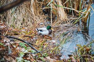 Nestled on the serene shore of a tranquil lake, a beautiful mallard duck enjoys a peaceful rest surrounded by lush green grass, scattered twigs, and the gentle sounds of nature all around photo