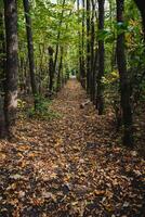 A path in the woods with leaves on the ground photo