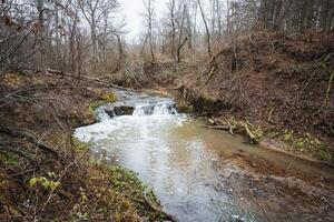 There exists a charming and small stream that gracefully winds its way through the heart of a lush and vibrant forest, surrounded by trees, grass, and an array of natural beauty photo