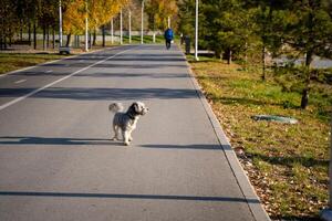 A cheerful dog is joyfully walking along a winding road while a person can be spotted in the background, relishing their quality time together in this delightful outdoor setting photo