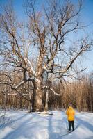 A person wearing a bright yellow jacket is standing in the snow that has accumulated in front of a tall and beautiful tree, surrounded by a wintery landscape blanketed in white photo