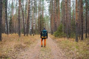 An explorer is walking along a serene forest path that is surrounded by tall and majestic pine trees, enjoying the tranquility of nature photo