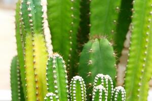 A close up of a cactus plant with many small white dots photo