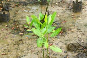 A small tree growing in a muddy area photo
