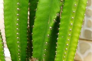 A close up of a cactus plant with many small spikes photo