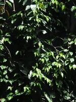 A close up of a green plant with leaves photo
