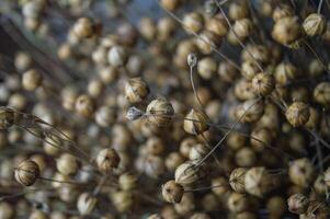 a solid background of dried flax seed pods. The full frame is filled with dry plants. High quality photo
