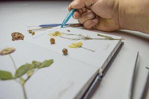 the desk of a botanical biologist and the study of the herbarium of plant species. a dried flower on a white background and the name in Latin. High quality photo