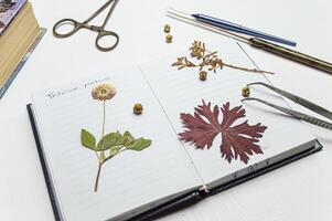 a desktop with a notebook and a herbarium of various plants and seeds. Occupation of storing sketches and other biological experiments and studies of plant and flower species. High quality photo