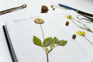 a desktop with a notebook and a herbarium of various plants and seeds. Occupation of storing sketches and other biological experiments and studies of plant and flower species. High quality photo