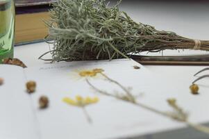 a desktop with a notebook and a herbarium of various plants and seeds. Occupation of storing sketches and other biological experiments and studies of plant and flower species. High quality photo