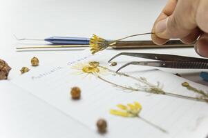 a desktop with a notebook and a herbarium of various plants and seeds. Occupation of storing sketches and other biological experiments and studies of plant and flower species. High quality photo