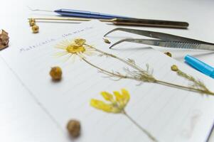 a desktop with a notebook and a herbarium of various plants and seeds. Occupation of storing sketches and other biological experiments and studies of plant and flower species. High quality photo