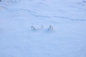 A winter landscape with grass sticks peeking through the snow, creating a serene atmosphere photo