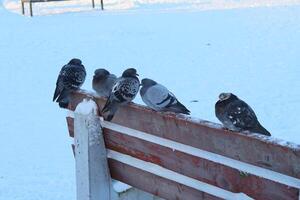 A winter scene shows pigeons on a snowy bench, creating a tranquil outdoor setting photo
