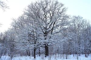 A Serene SnowCovered Tree Standing Majestically in the Perfect Winter Wonderland Scene photo