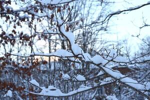 A picturesque snowy winter scene featuring enchanting branches and majestic trees all around photo