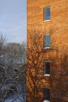 An Abstract Architecture composition featuring a Shadowed Tree on a Modern Wall design concept photo