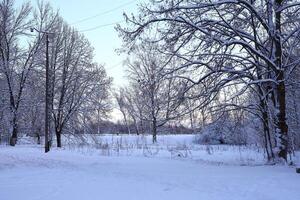 A Serene and Picturesque Winter Landscape Featuring SnowCovered Trees in Tranquil Beauty photo