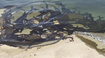 Beautiful seaweed patterns elegantly adorn the sandy shoreline, creating a tranquil coastal scene photo