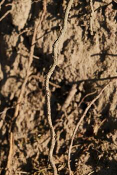 Exploring the Intricate Patterns of Nature, beautifully presented in Earthy Tones that resonate photo