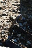 A Rusty Nail is Deeply Embedded in the Ground Amidst the Natural Landscape Around It photo